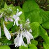 Хоста Piedmont Gold (Пьедмонт Голд) © blumgarden.ru
