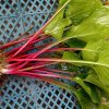Хоста Ред Степпер (Hosta Red Stepper) © blumgarden.ru