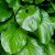 Хоста Ред Степпер (Hosta Red Stepper) © blumgarden.ru