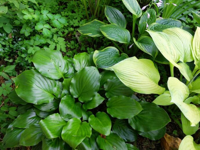 Хоста Red Stepper в совместной посадке с желтой хостой Rascal и хостой Capitol Hill с зелеными листьями и жёлтой каймой в контрастной композиции © blumgarden.ru