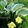 Хоста «Регал Сплендор» (Regal Splendor) © blumgarden.ru
