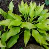 Хоста Тини Баблс (Hosta Tiny Bubbles) © blumgarden.ru