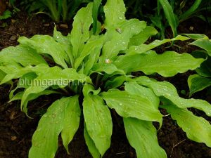 Хоста «Тотали Твистед» (Totally Twisted) © Blumgarden.ru