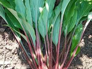 Хоста «Тотали Твистед» (Hosta Totally Twisted)