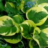 Хоста «Твилайт» (Hosta Twilight) — изображение 2