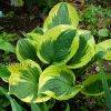 Хоста Твилайт (Hosta Twilight) © blumgarden.ru