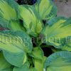 Хоста Голден Медоуз (Hosta Golden Meadows) © blumgarden.ru