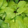 Хоста Piedmont Gold (Пьедмонт Голд) © blumgarden.ru