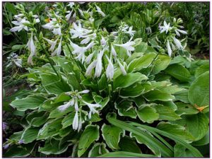 Хоста подорожниковая гибрид «Соу Свит» (Hosta Plantaginea Hybrid So Sweet)