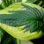 Хоста Твилайт (Hosta Twilight) © blumgarden.ru