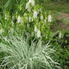 Райграс бульбоносный и колокольчик точечный (Arrenatherum variegatum) © blumgarden.ru
