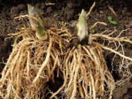 Деленки хосты True Blue © Blumgarden.ru