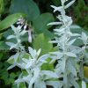 Полынь Людовика (Artemisia ludoviciana) © blumgarden.ru