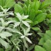 Полынь Пурша (Artemisia purshiana) © blumgarden.ru
