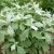 Полынь Пурша (Artemisia purshiana) © blumgarden.ru