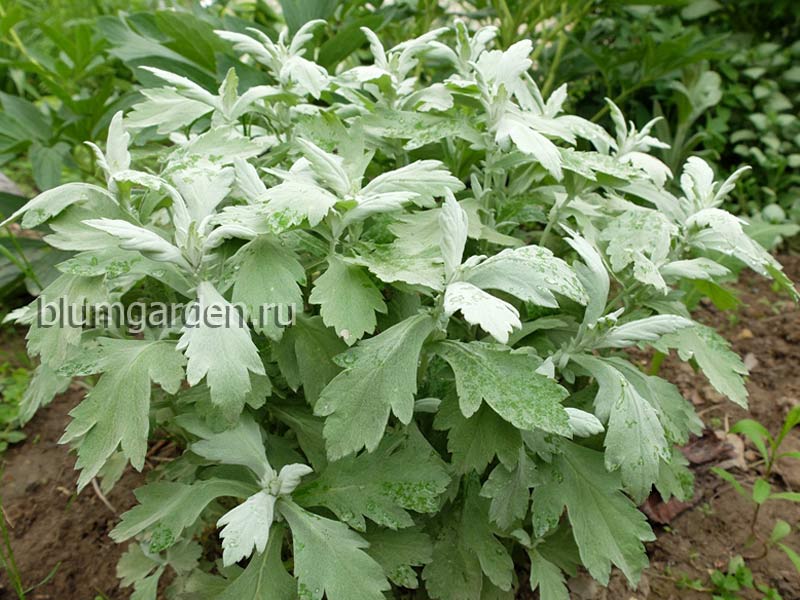 Полынь Пурша (Artemisia purshiana)