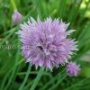 Шнитт-лук (Allium schoenoprasum) © blumgarden.ru