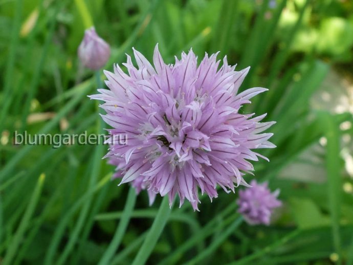 Шнитт-лук (Allium schoenoprasum) © blumgarden.ru