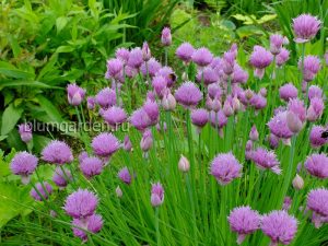 Шнитт лук (Allium Schoenoprasum)