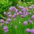Шнитт лук (Allium schoenoprasum) © blumgarden.ru