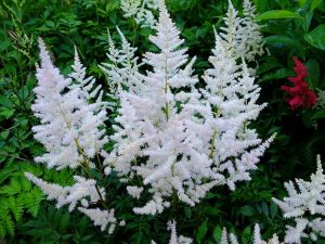 Астильба «Бронзлауб» (Astilbe Bronzelaub)