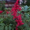 Астильба Fanal («Фанал») © blumgarden.ru