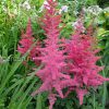 Астильба «Ред Сентинел» (Astilbe Red Sentinel) © blumgarden.ru