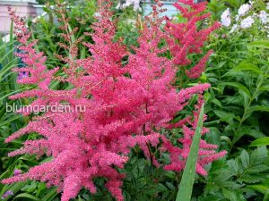 Астильба «Ред Сентинел» (Astilbe Red Sentinel)