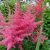 Астильба «Ред Сентинел» (Astilbe Red Sentinel) © blumgarden.ru