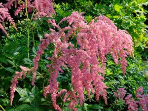 Астильба «Страуссенфедер» (Astilbe Straussenfeder)