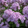 Флокс метельчатый «Мишенька» © blumgarden.ru
