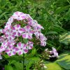 Флокс метельчатый «Мишенька» © blumgarden.ru