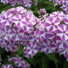 Флокс метельчатый «Мишенька» © blumgarden.ru