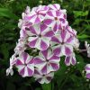 Флокс метельчатый Мишенька © blumgarden.ru