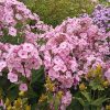 Флокс розовый многолетний © blumgarden.ru