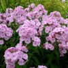 Флокс цветок с розовыми лепестками © blumgarden.ru