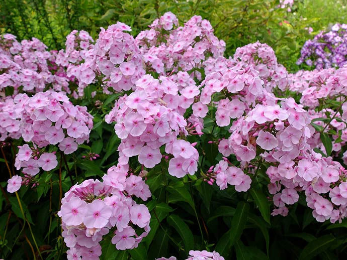 Флокс цветок с розовыми лепестками © blumgarden.ru