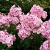 Флокс розовый высокий © blumgarden.ru