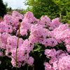 Флоксы розовые метельчатые © blumgarden.ru