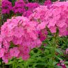 Флоксы многолетние розовые © blumgarden.ru © blumgarden.ru