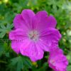 Герань кроваво-красная Макс Фрай (Geranium sanguineum Max Frei) © blumgarden.ru