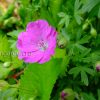 Герань кроваво-красная Макс Фрай (Geranium sanguineum Max Frei) © blumgarden.ru