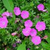 Герань кроваво-красная Макс Фрай (Geranium sanguineum Max Frei) © blumgarden.ru