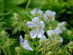 Герань луговая «Сплиш Сплэш» (Geranium Pratense Splish Splash)