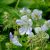 Герань луговая Splish-Splash (Geranium pratense) © blumgarden.ru