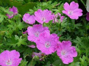 Герань кроваво-красная «Макс Фрай» (Geranium Sanguineum Max Frei)