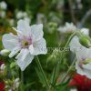 Герань садовая Дабл Джевел (Geranium pratense Double Jewel) © blumgarden.ru
