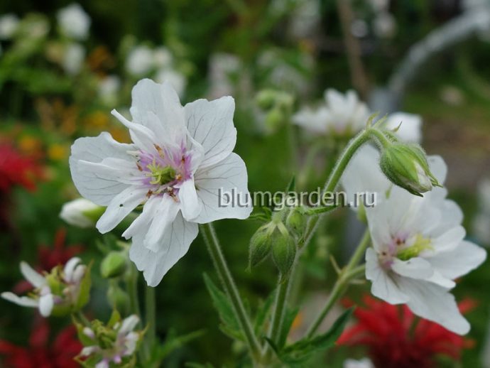 Герань садовая Дабл Джевел (Geranium pratense Double Jewel) © blumgarden.ru