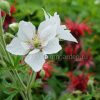 Герань садовая (луговая) Дабл Джевел (Geranium pratense Double Jewel) © blumgarden.ru