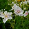 Герань садовая Дабл Джевел (Geranium pratense Double Jewel) © blumgarden.ru